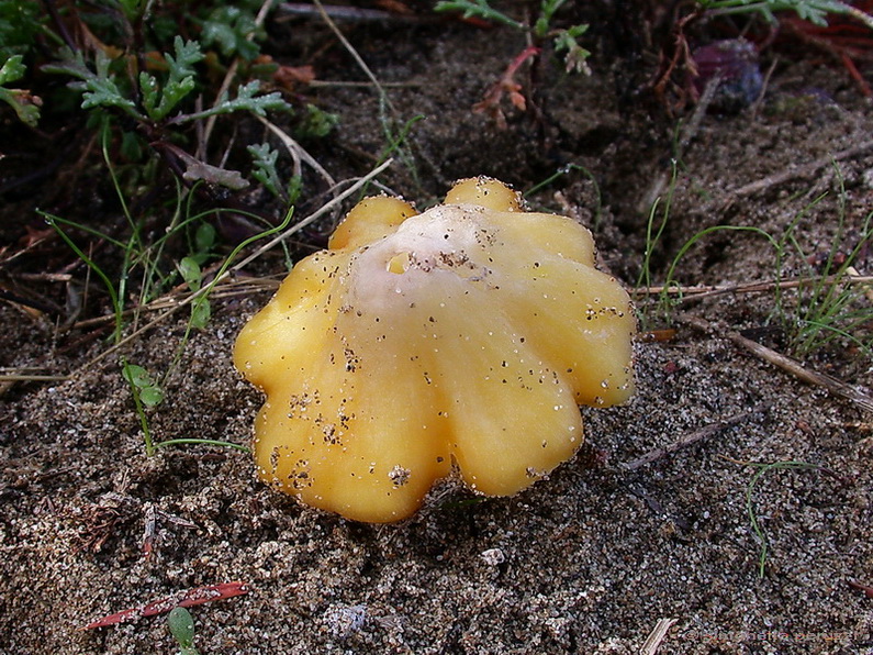 Funghi delle dune e retrodune...